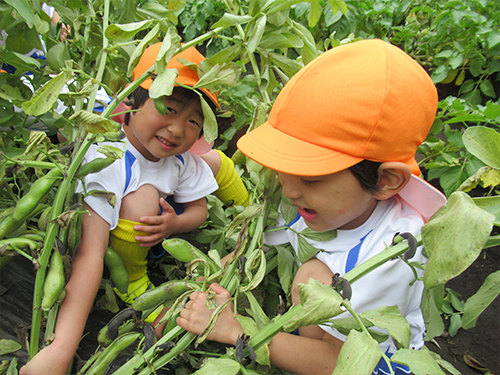 ソラマメの収穫