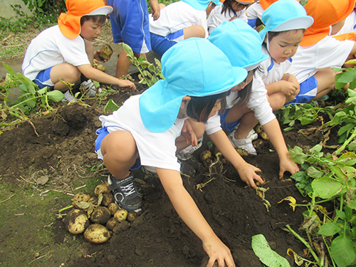 ジャガイモ掘り