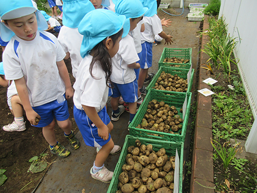 収穫したジャガイモを仕分け