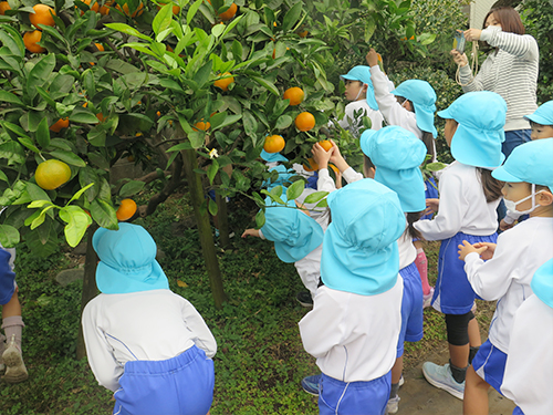 ミカン狩り